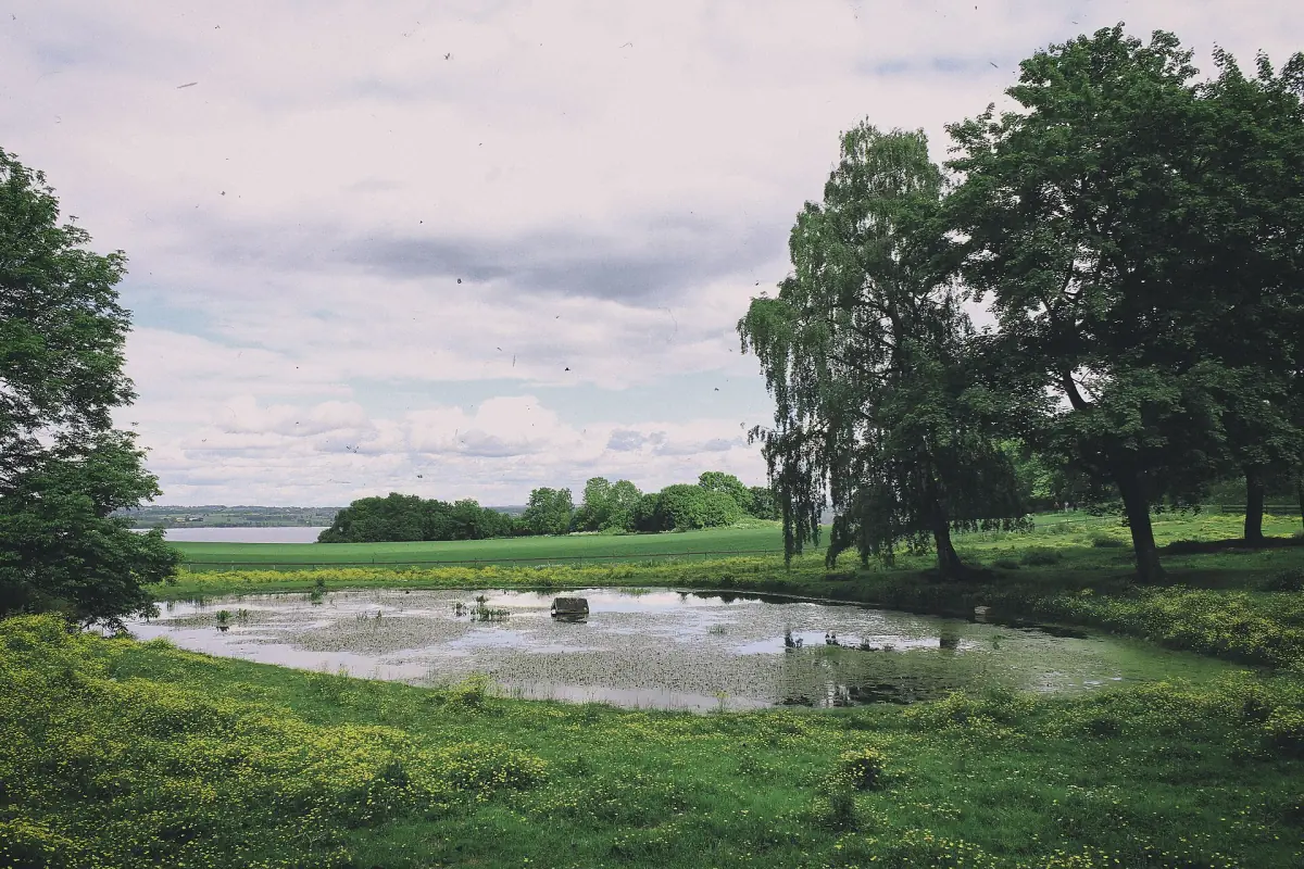 Grønne jorder og en dam ved Hovinsholm gård på Helgøya med Mjøsa bak