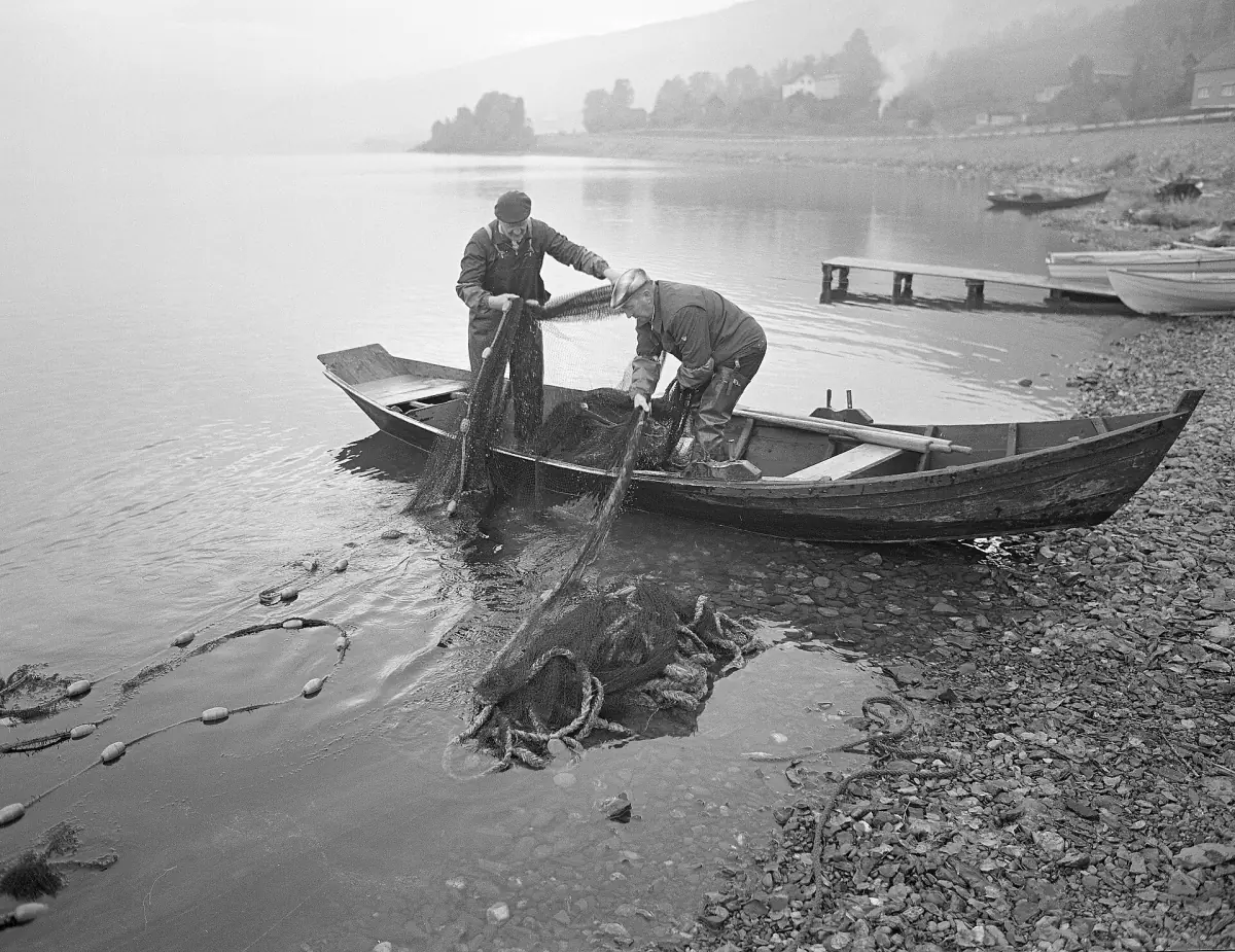 To menn trekker et fiskegarn fra en robåt ved bredden av Mjøsa