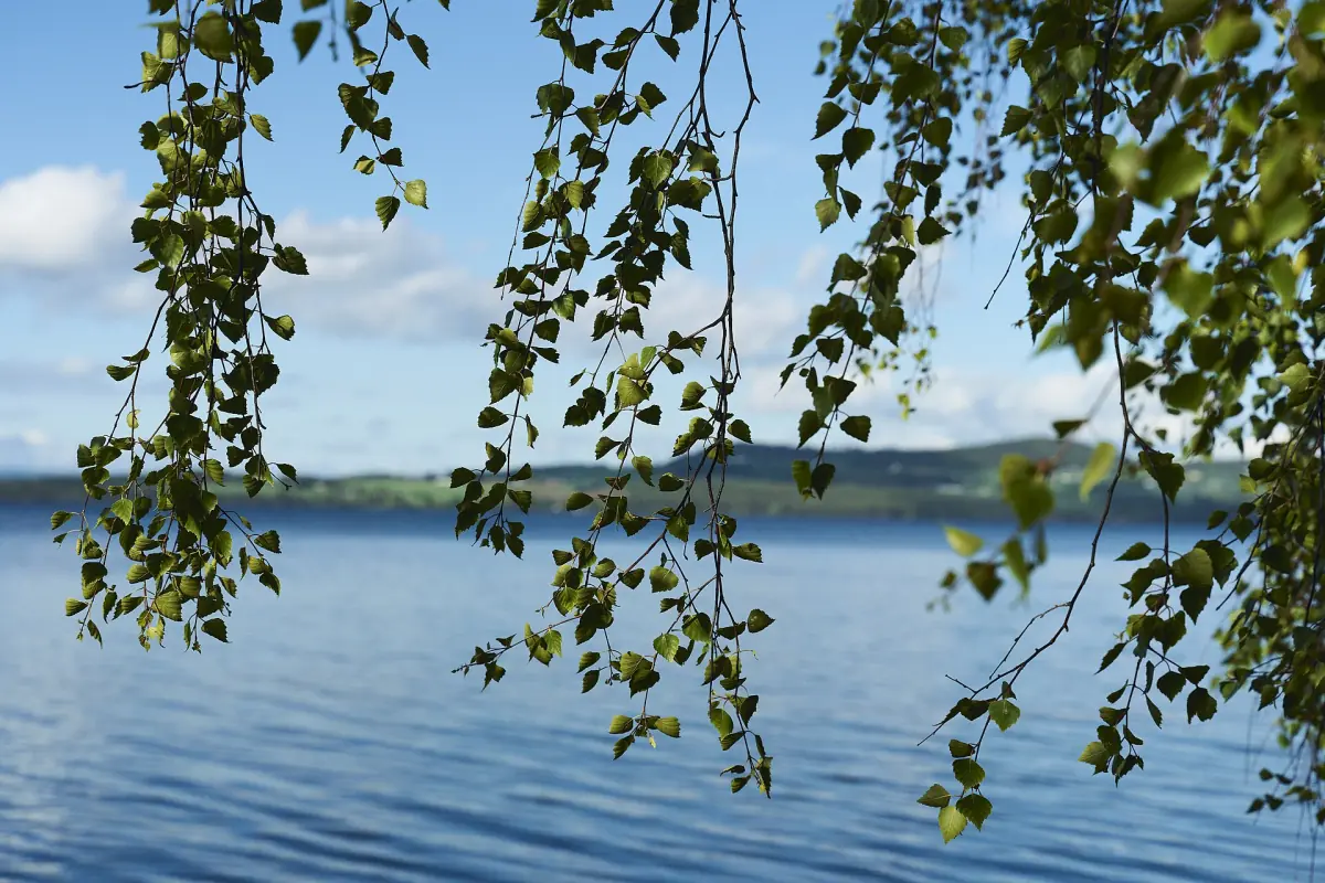 Bjørkegreiner med sommerløv henger over det blå vannet i Mjøsa