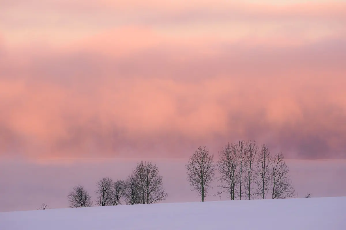 Rosa vintertåke over snødekte jorder og bare trær ved Mjøsa